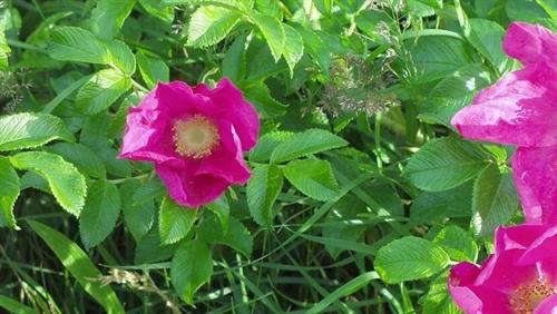 Rosarote Blume